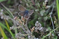 silver studded blue butterfly-7